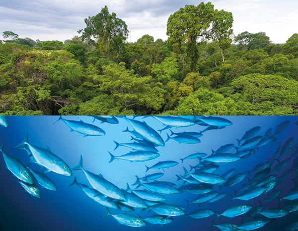 Split photo showing rainforest trees and tuna fish in the ocean
