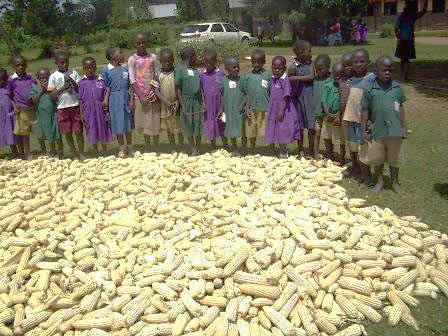 Maize harvest