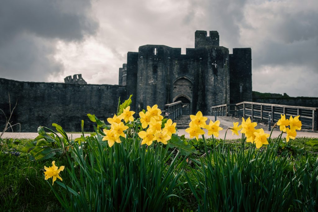Photo of Daffodils in Wales by Erik Cooper on Unsplash