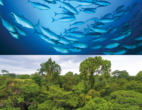 Split photo showing rainforest trees and tuna fish in the ocean