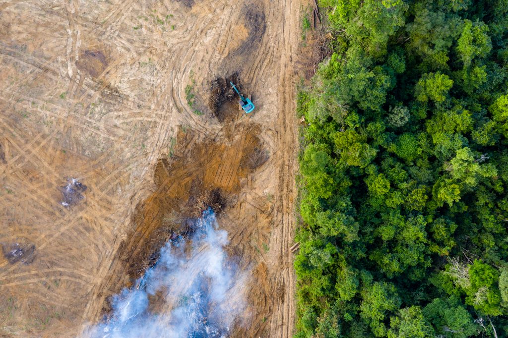 Photo showing the clearance of a rainforest